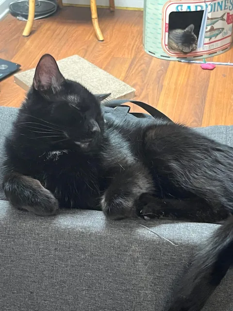 My goodest boy (only boy)