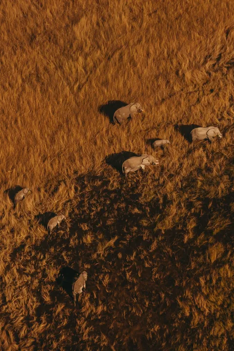 Took a scenic flight over the Okavango Delta in Botswana