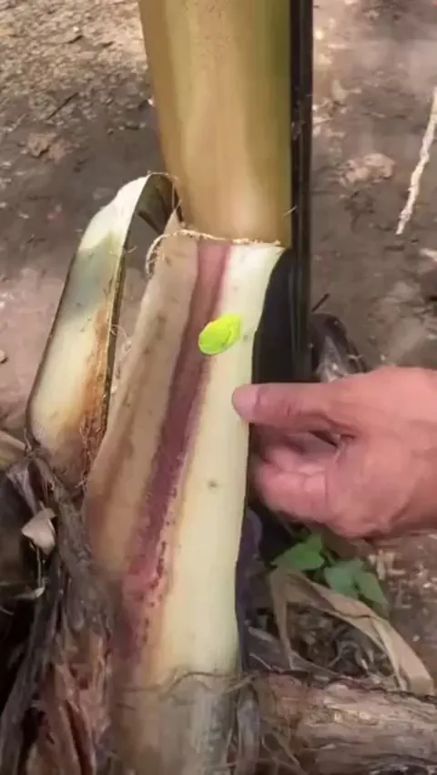 🔥The vibrant coloration of the Red-eyed Tree Frog