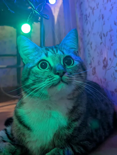 Hello reddit, meet my cat Seva, he is a very sweet and affectionate cat and he REALLY loves play❤️