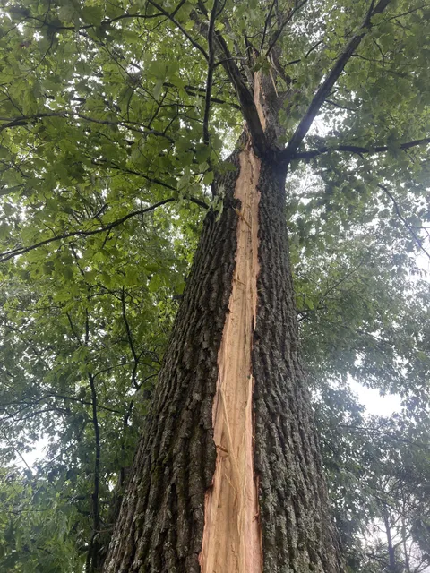 My tree got struck by lightning today