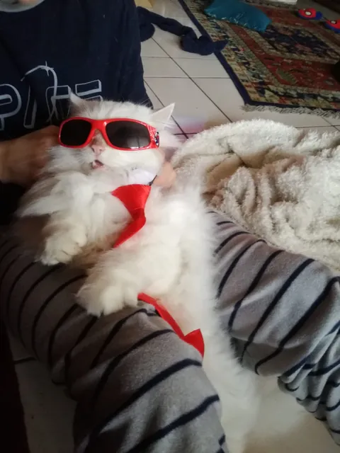 What do you think of my cat?