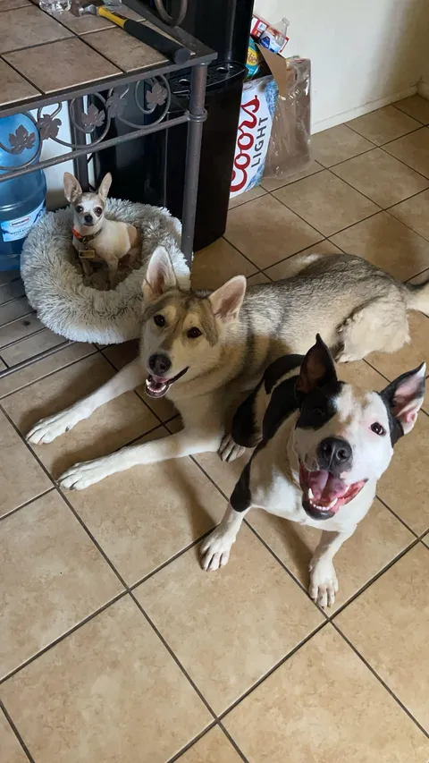 My trio of trouble