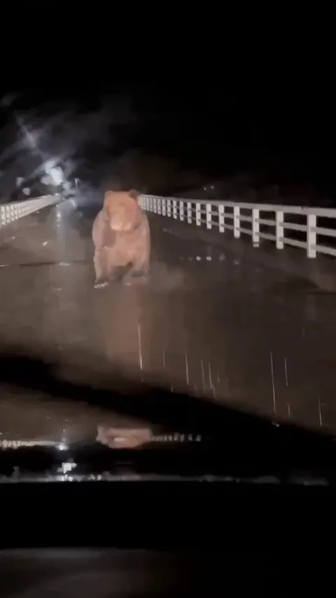 Hokkaido, Japan 6/11/25 - A brown bear (Ussuri bear) in pursuit