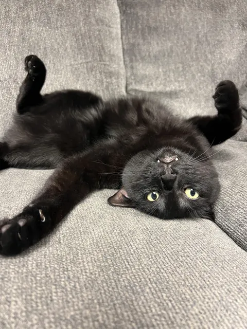 Silly Goose, but her name is Raven