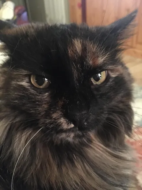 My 16 year old girl isn't doing too great. I'm getting ready to say goodbye, and thought some people might enjoy some pics of her