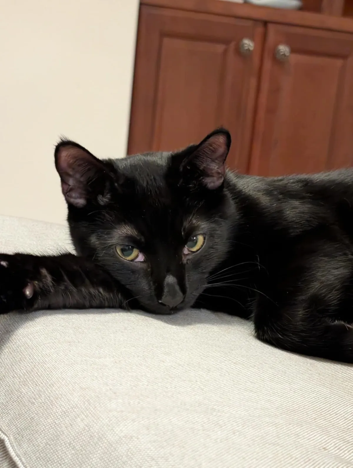 We got a cat while I was recovering from a horse injury. My partner swore purring heals bones. Is that real or just a clever excuse?