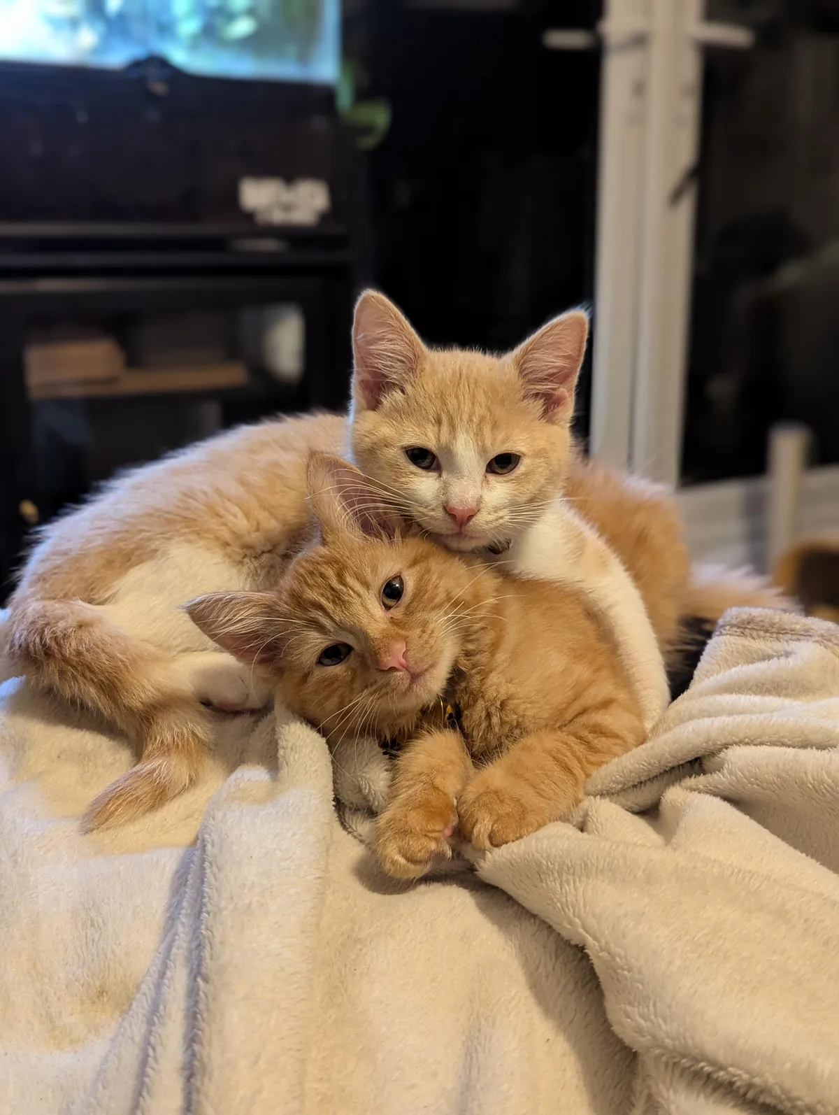 The sweetest boys in the world, Dewy &amp; Francis 