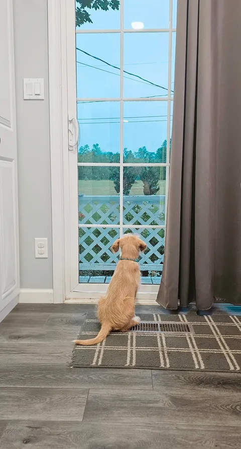 Our Skye puppers🥰