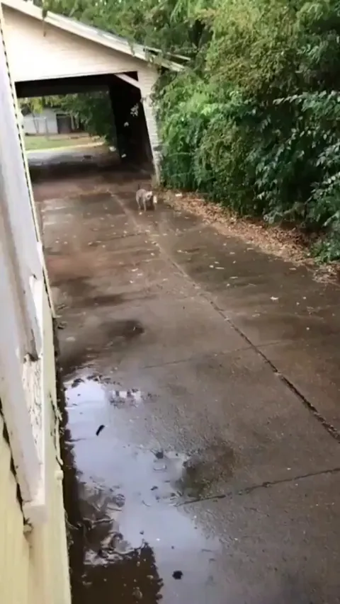 Dog saves a tiny stray kitten by bringing it home