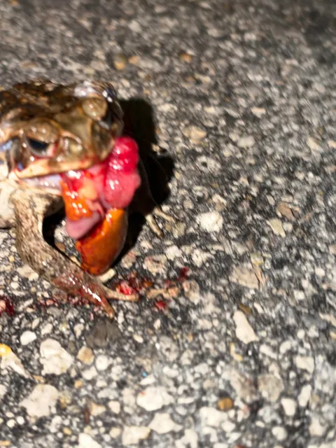 Toad died while eating part of a crab?