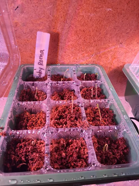 Growing From Seeds For the First Time!