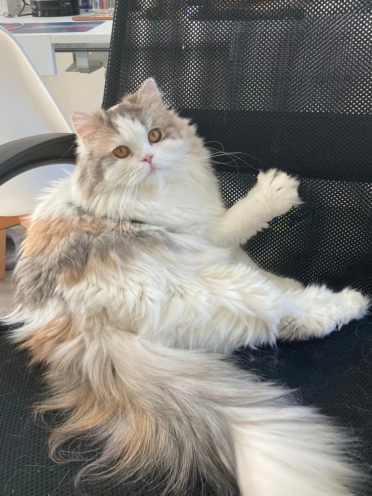 My cat being the diva that she is