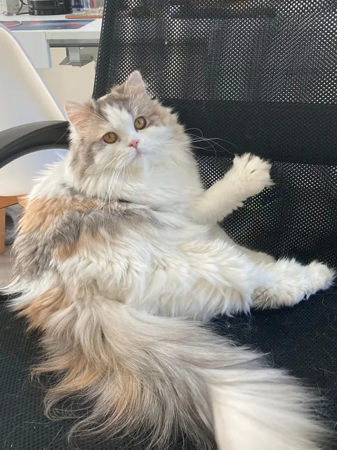 My cat being the diva that she is