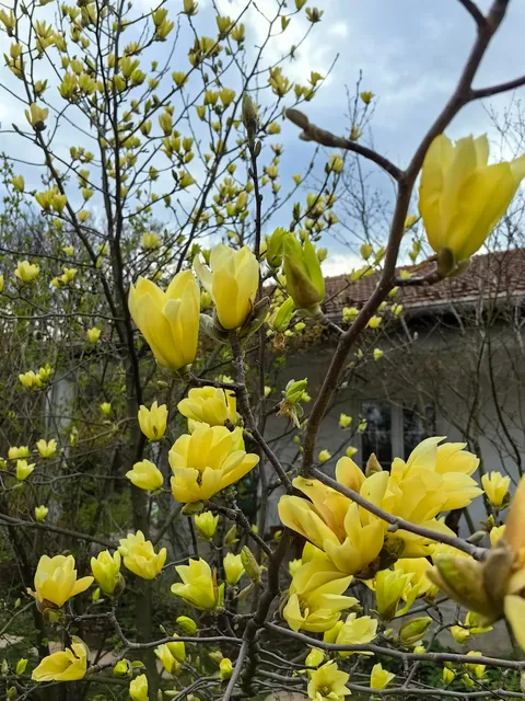 Magnolias in my Serbian garden
