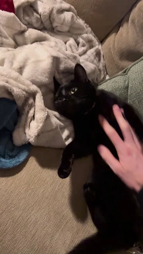 My mum brought her cat, Otis for Christmas. I like him, he squishy.