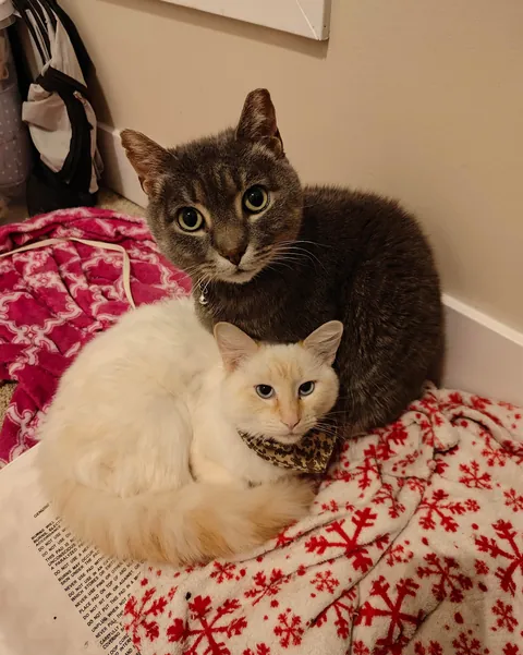 Adopters keep asking to split up bonded pair 