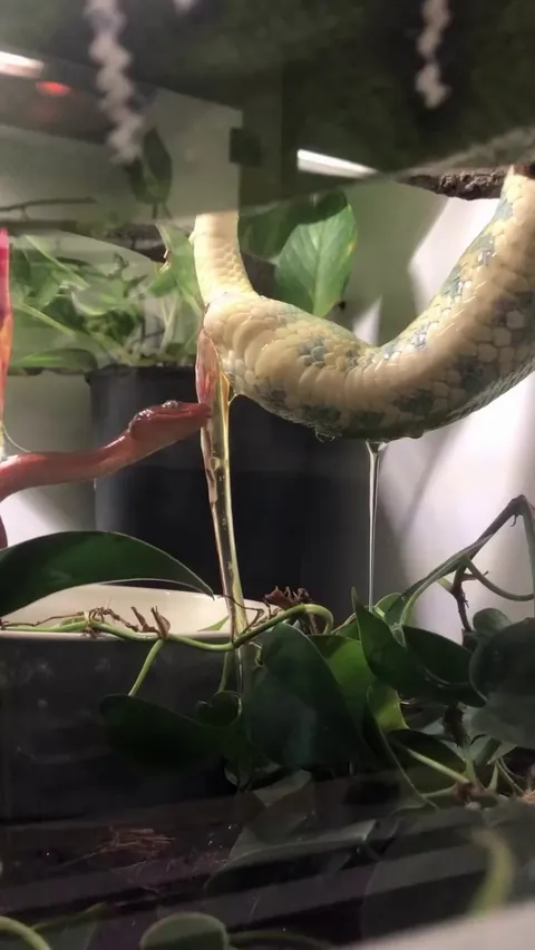 Some species of snakes do not need to lay eggs