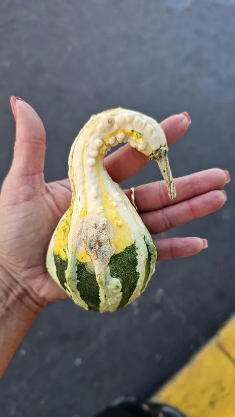This pumpkin decided it wanted to be a swan for Halloween. 🦢🎃