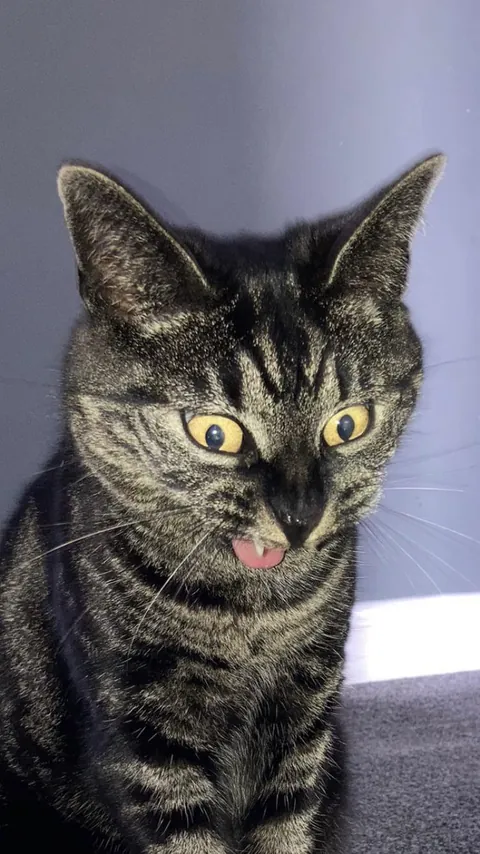 Perfectly timed cat sneeze