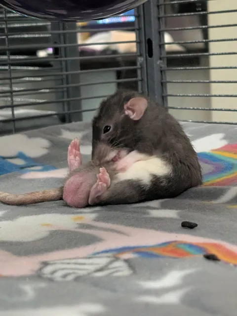 This can't be comfortable, Francis..