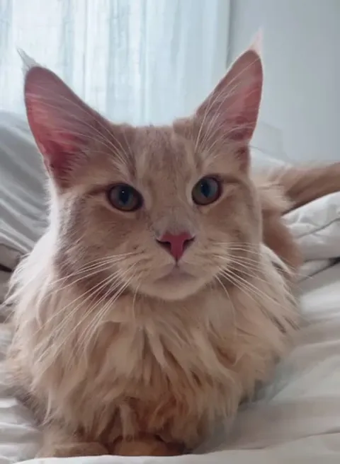 The cat no one wanted