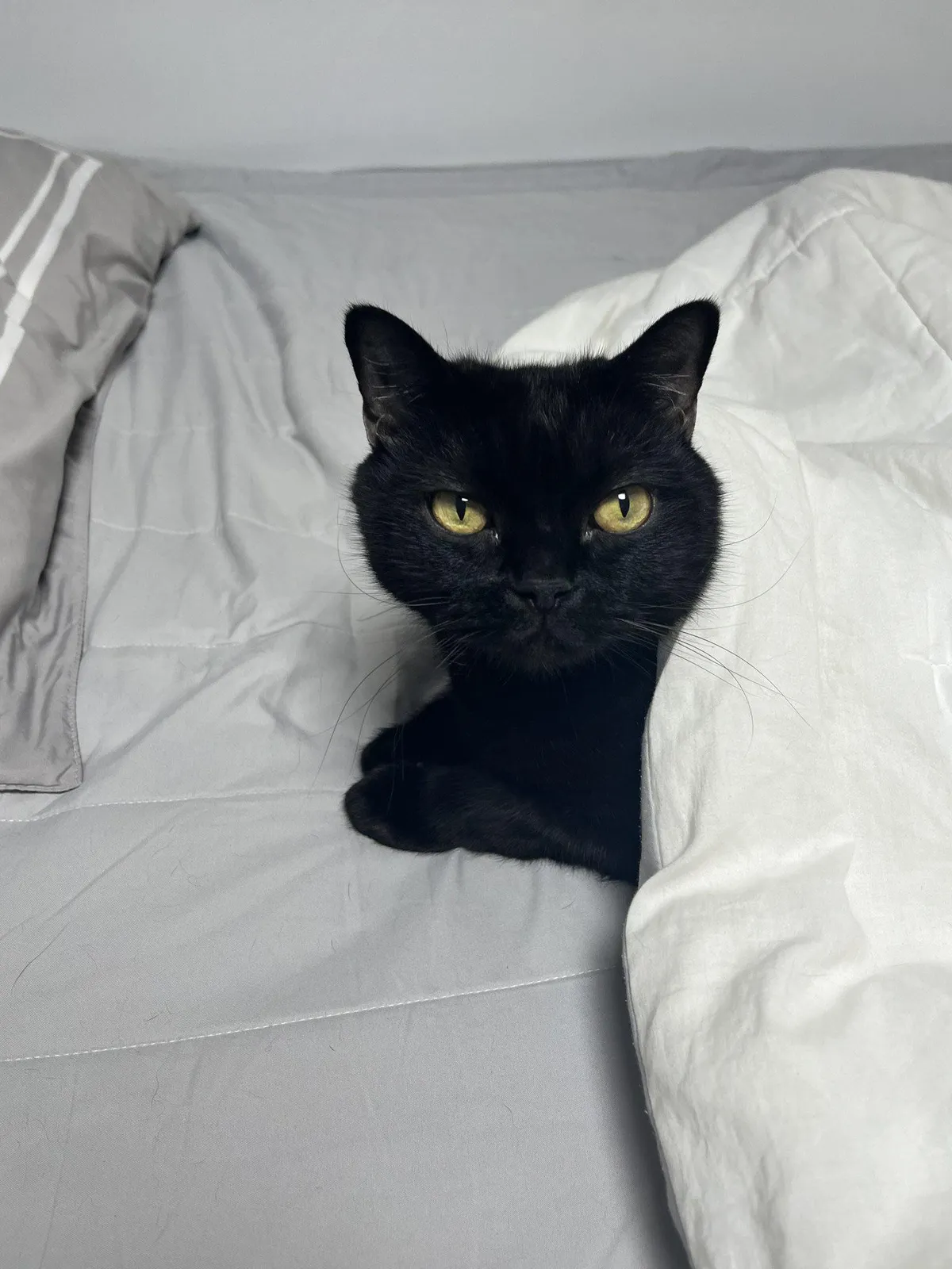 Alzalam feared me his whole life but finally let me hold him as he died. 