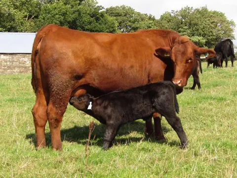 [OC] My pet cow Chunk had her baby, Chip, 4 weeks ago. She is such a good mother!