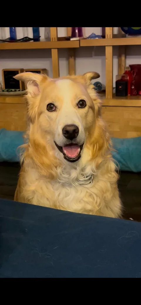 This is Luna, my soul dog🥰  From 1 week to 7.5 years old—she’s a sweet and complicated girl and I love her! ❤️