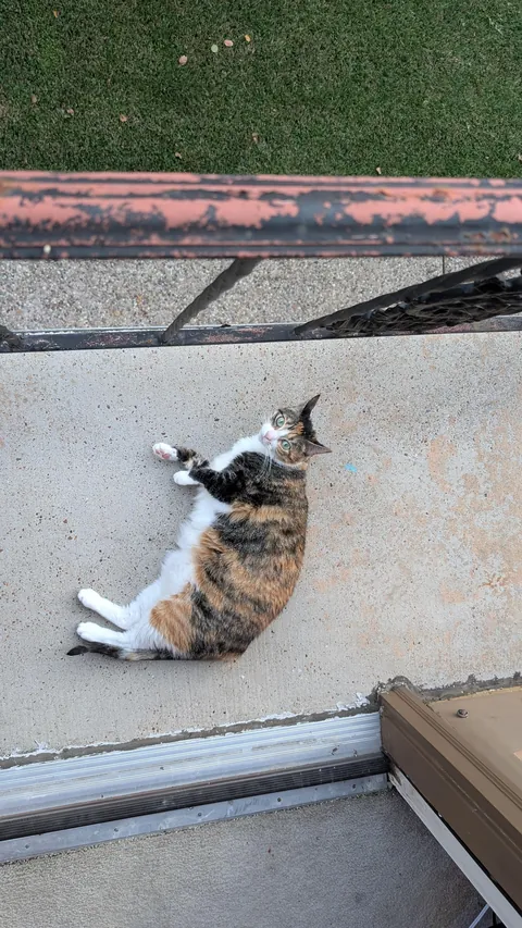 my dad passed so I have a cat now