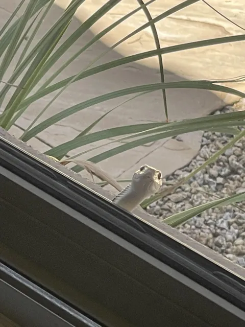 We just had a big downpour and found this vagabond seeking shelter.  We’ve saved him from a rat trap in the past and he’s taken a liking to us.  We’ve named him Alfred.