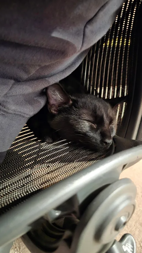 We went to a shelter on Saturday, and there was a little void who just adored my spouse - So we took him home. Meet Ash!