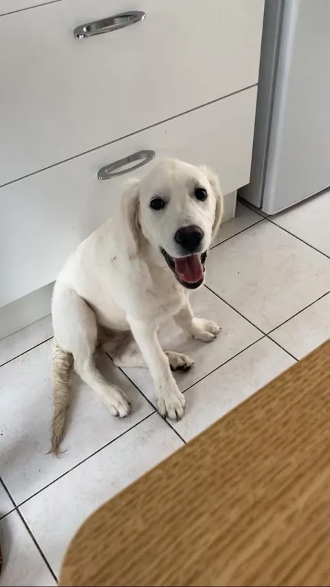 Watch my golden ika grow 💗