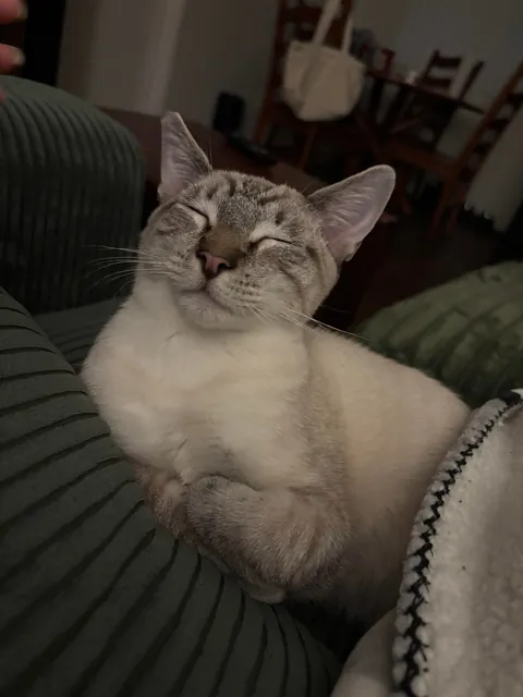 Rest in Peace Baby Breezy (FIP) Need Advice with Grief