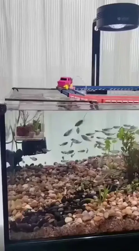 it’s time to walk the fish