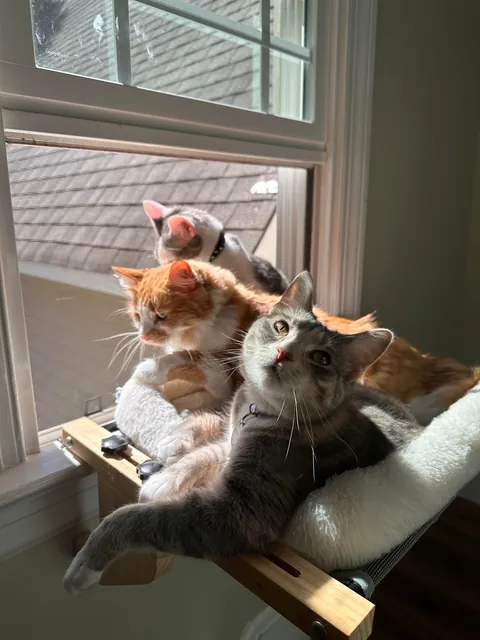 The bonded trio