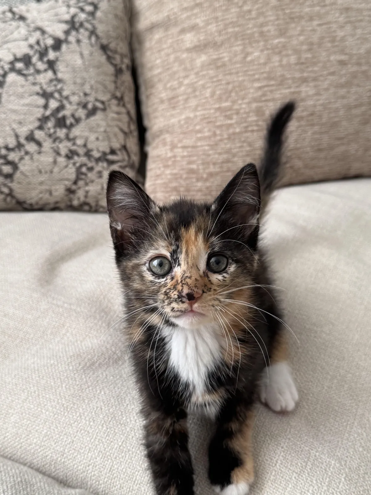 Just adopted. Already obsessed. 🥹💕