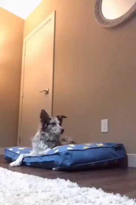 Dog's reaction when you sleep on their bed..