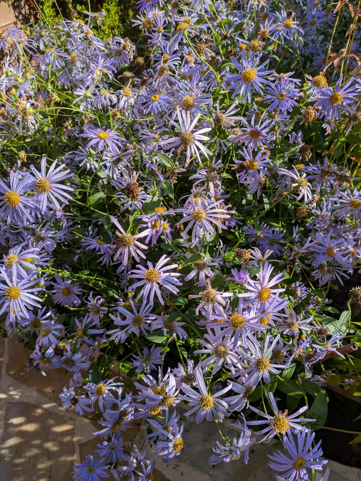 The first season of my flower garden