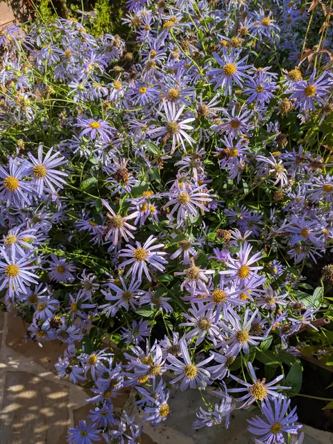 The first season of my flower garden