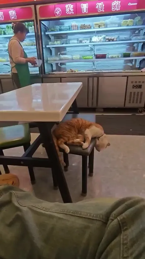 Making the kitty comfy