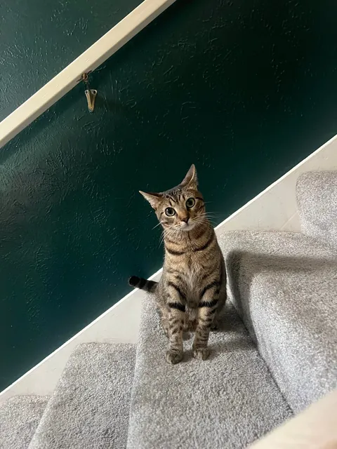 I was so wrong, cats are cool