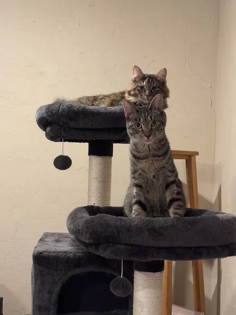 Fostered a (twice returned) kitten for less than 48 hours … update #2