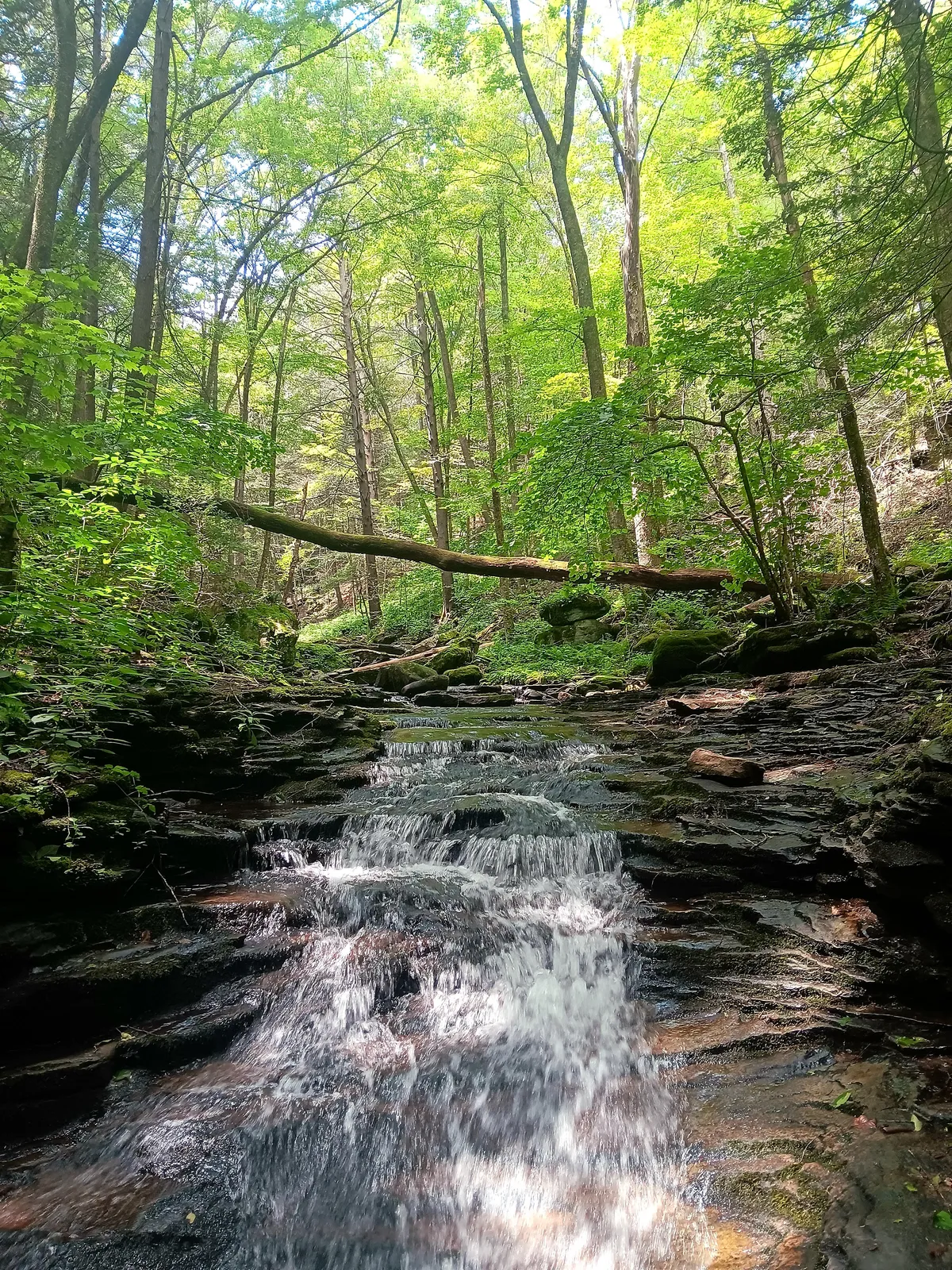 World's End State Park, Pennsylvania [OC] 3072 x 4096