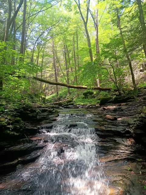 World's End State Park, Pennsylvania [OC] 3072 x 4096