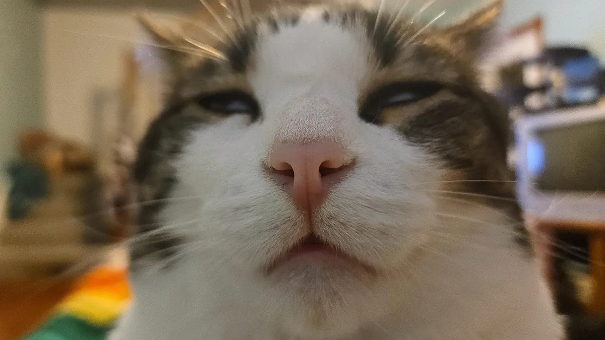 His name is Boombox and this is his happy face. It is Boombox's second birthday