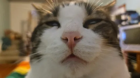 His name is Boombox and this is his happy face. It is Boombox's second birthday