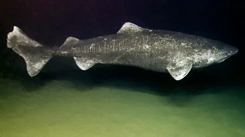 Greenland sharks have the longest lifespan of any known vertebrate, estimated to be between 250 and 500 years