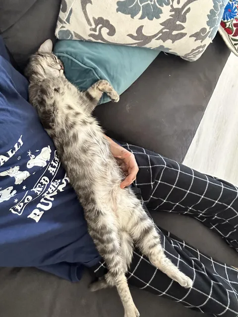 Had a stressful week at work, please show me your cats at their longest many thanks.