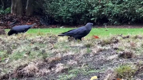 These crows have murdered my lawn